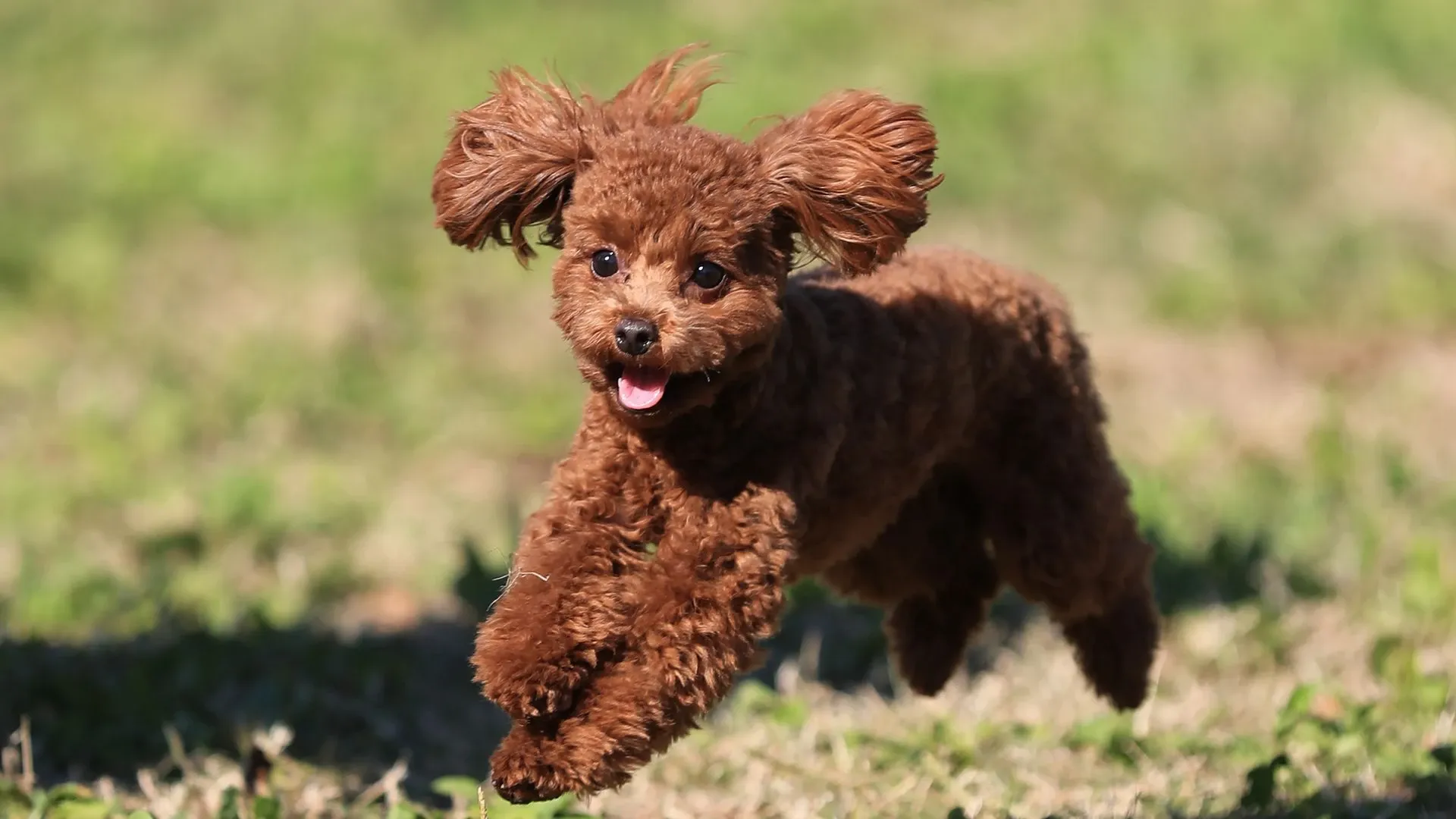 Poodle (Miniature)